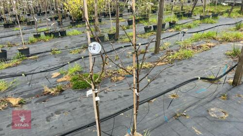 2 APPLE TREES