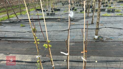 4 PEAR TREES 'BETH'