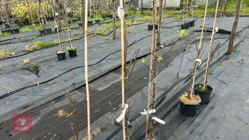 2 PEAR & 1 APPLE TREES