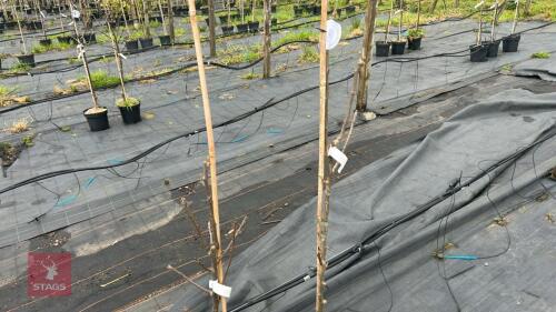 2 PEAR TREES 'CONCORDE'