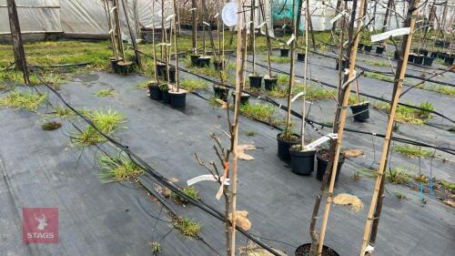 1 PEAR TREE 'DOYENNE DU COMICE'