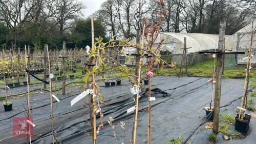 2 ORNAMENTAL CHERRY & 1 CRABB APPLE TREE