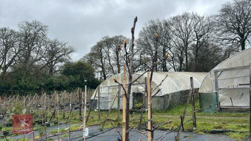 2 SORBUS GHOSE