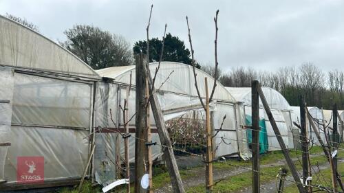3 SORBUS VILMORINII