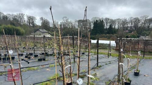 3 SORBUS VILMORINII