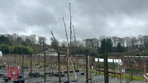 3 SORBUS VILMORINII