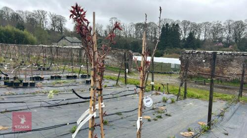 3 PRUNUS 'ROYAL BURGANDY'