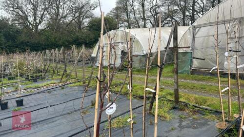 2 PRUNUS SERRULA