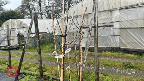 2 PRUNUS SERRULA