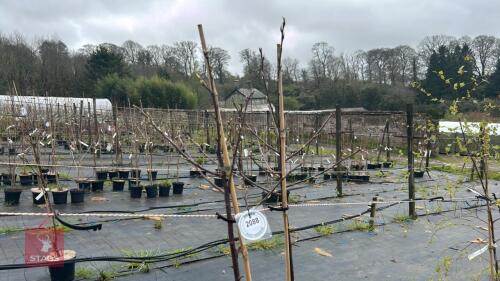2 PRUNUS SERRULA
