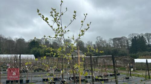 1 BETULA PENDULA