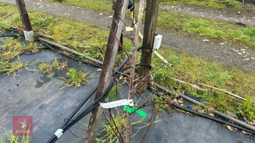 1 APRICOT 'TOMCOT'