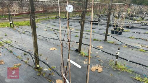 3 CASTANEA SATVIA