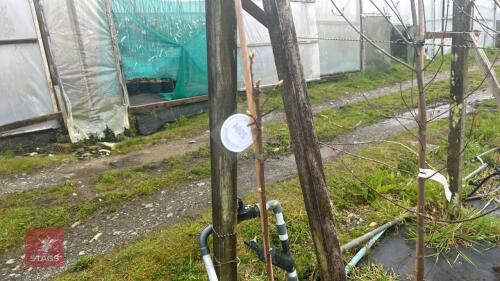 1 CASTANEA SATVIA