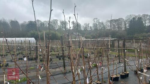 4 PLATANUS X HISPANICA