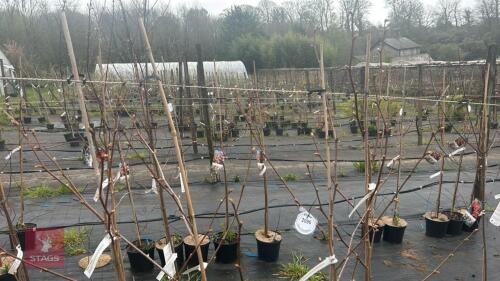 4 PLATANUS X HISPANICA
