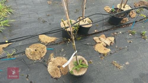 1 SORBUS TORMINALIS