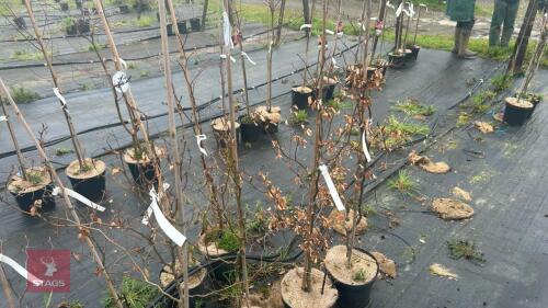 4 FAGUS SYLVATICA 'ATROPURPUREA'