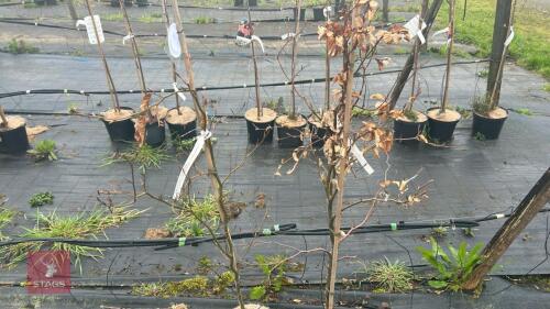 2 FAGUS SYLVATICA 'ATROPURPUREA'