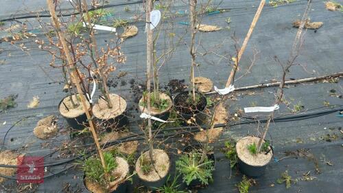 4 FAGUS SYLVATICA 'ATROPURPUREA'