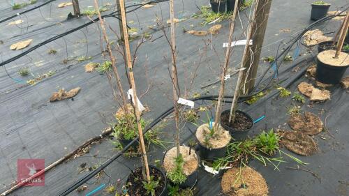 4 FAGUS SYLVATICA 'ATROPURPUREA'