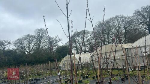2 ACER REBRUM 'SUMMER RED'