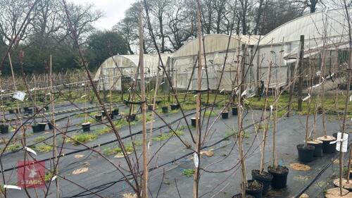 2 ACER REBRUM 'SUMMER RED'