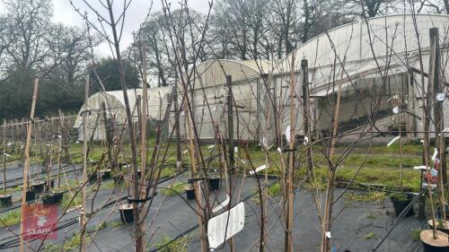 4 ACER REBRUM 'SUMMER RED'