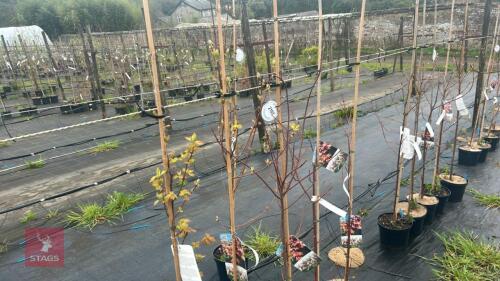 5 ACER REBRUM 'OCTOBER GLORY'
