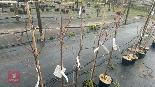5 ACER REBRUM 'OCTOBER GLORY'