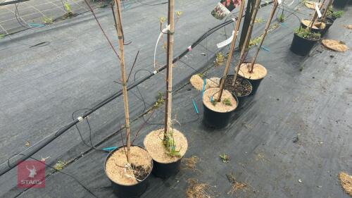 2 ACER REBRUM 'OCTOBER GLORY'