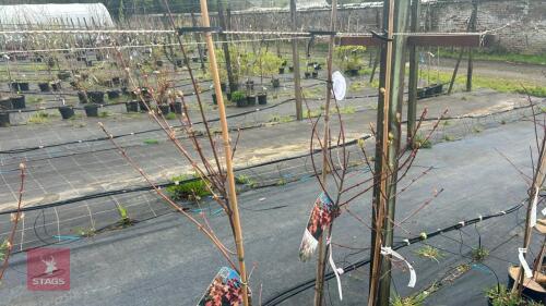 3 ACER REBRUM 'OCTOBER GLORY'