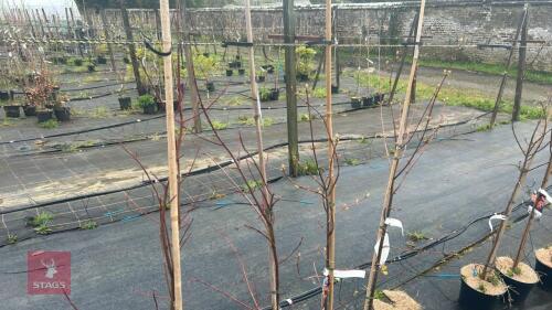 4 ACER REBRUM 'OCTOBER GLORY'