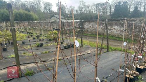3 ACER REBRUM 'SUN VALLEY'