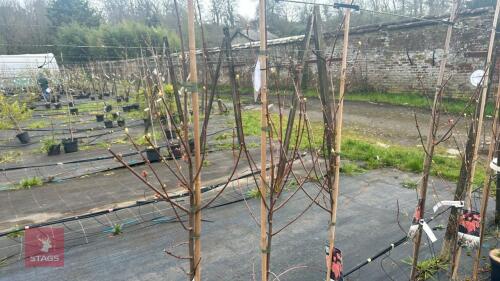 3 ACER REBRUM 'SUN VALLEY'