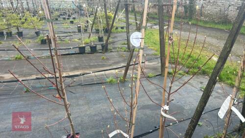 3 ACER REBRUM 'SUN VALLEY'
