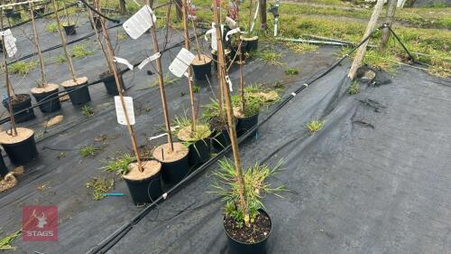 1 SORBUS COMMIXTA