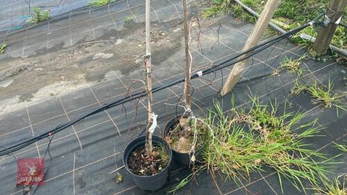 2 FAGUS SYLVATICA 'BLACK SWAN'