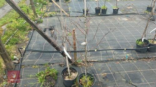 2 FAGUS SYLVATICA 'BIRR ZEBRA'