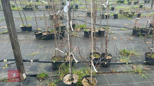 2 FAGUS SYLVATICA 'RIVERSII'