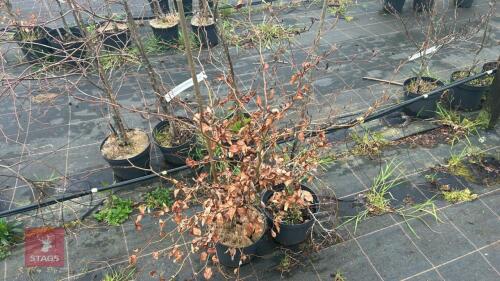 2 FAGUS SYLVATICA