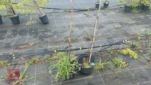 2 UNKNOWN TREES