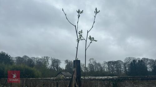 1 SORBUS AUCUPARIA