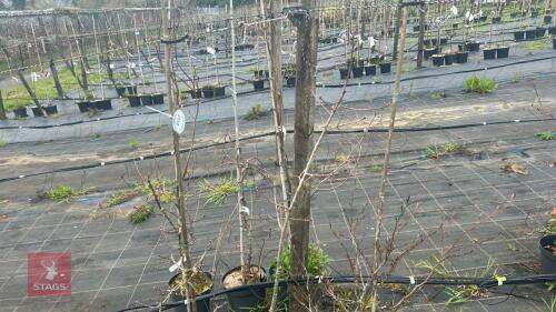 3 MIXED TREES