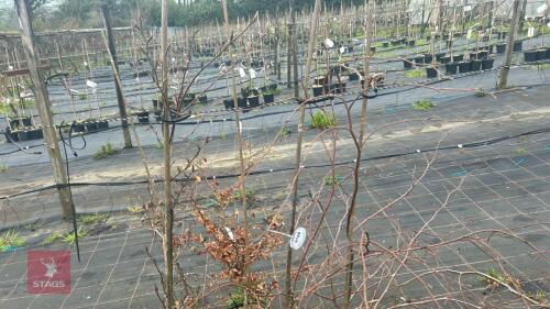 3 FAGUS SYLVATICA (UNKNOWN NAME)