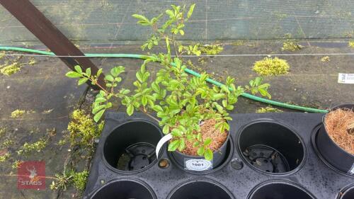 1 MARJORIN FAIR ROSE BUSH