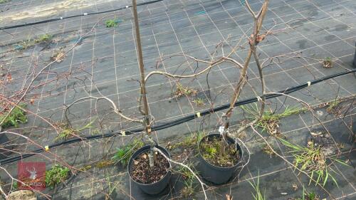 3 FAGUS SYLVATICA (PURPLE FOUNATION)