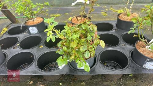 1 UNKNOWN ROSE BUSH