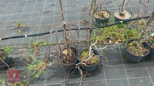 2 FAGUS SYLVATICA (UNKNOWN NAME)