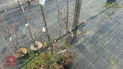 2 FAGUS SYLVATICA